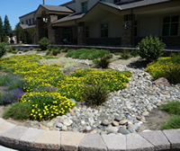 raingarden