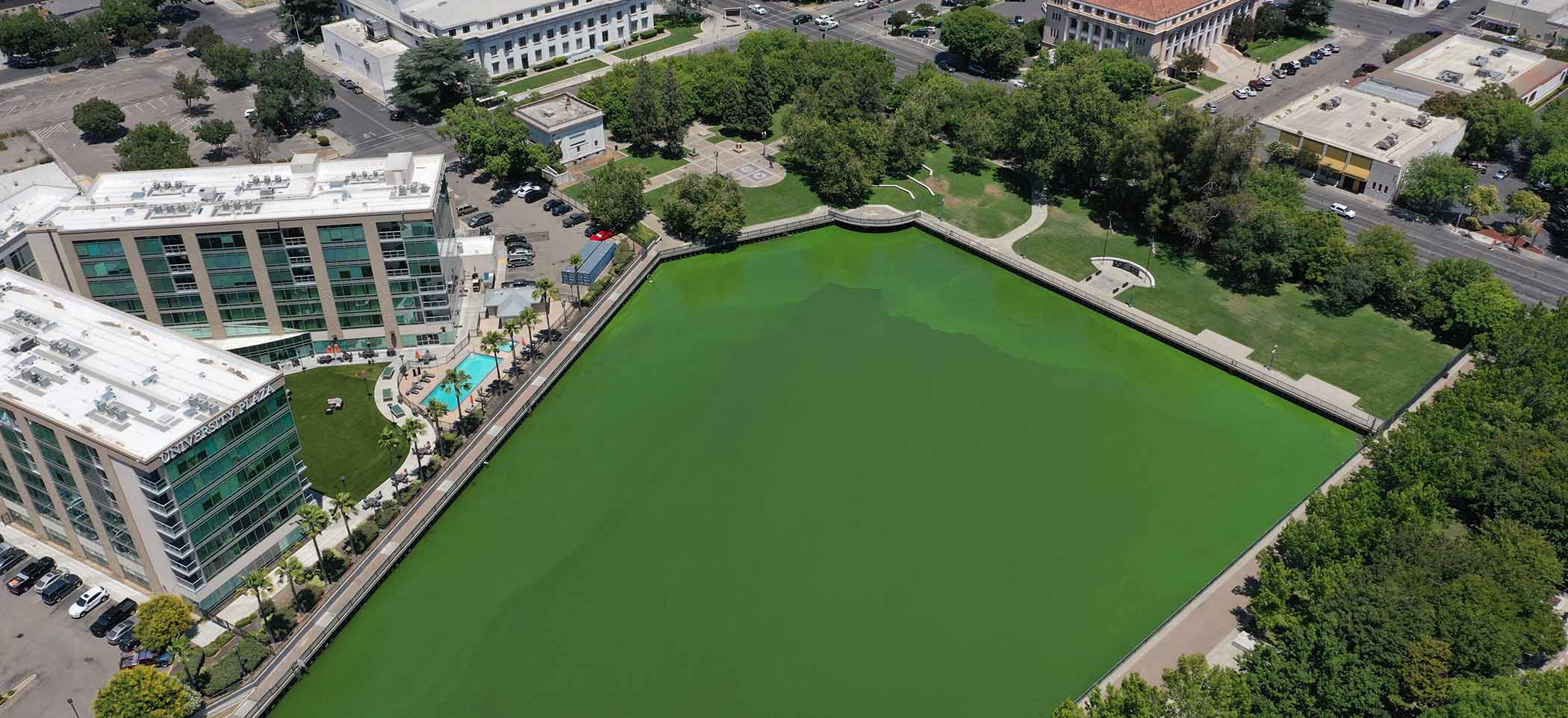 A blue-green algae bloom in Stockton