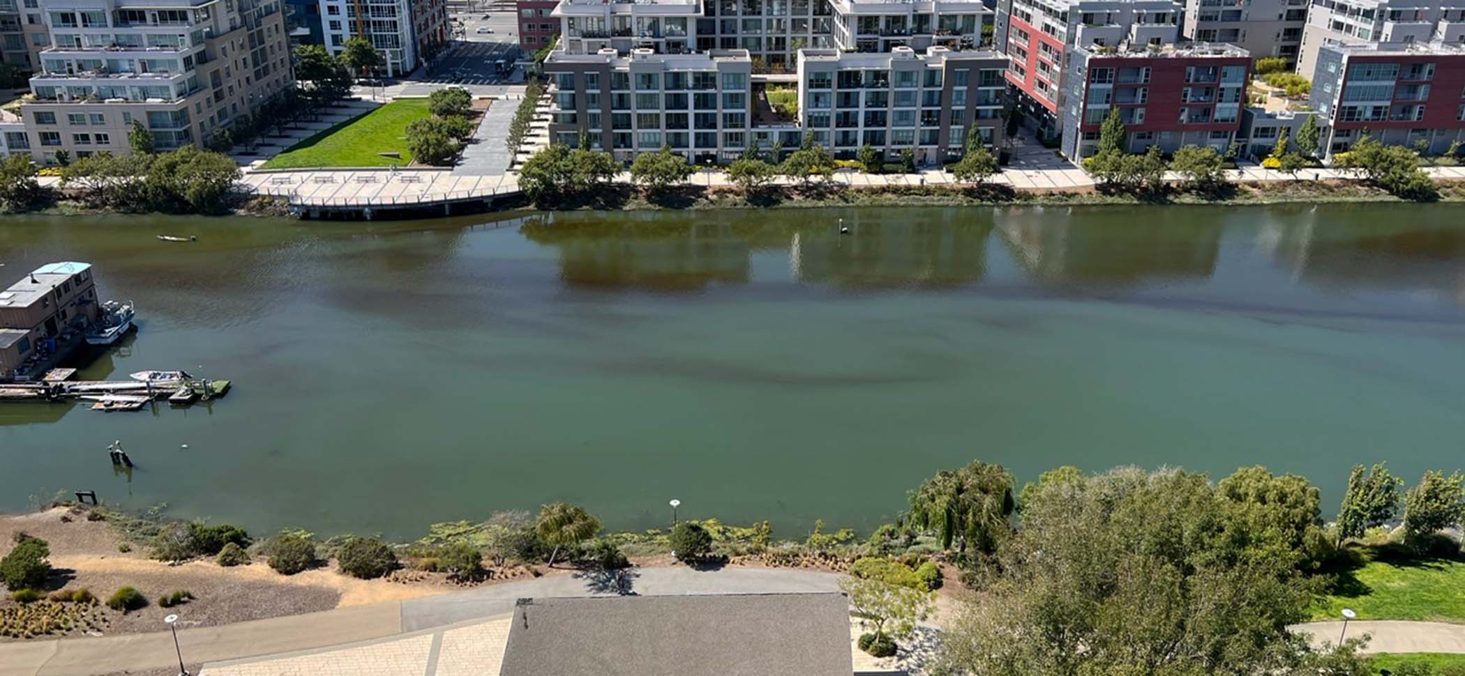Harmful Algae Bloom in Mission Creek in San Francisco