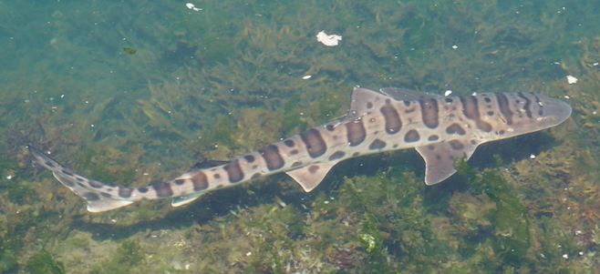 Leopard shark