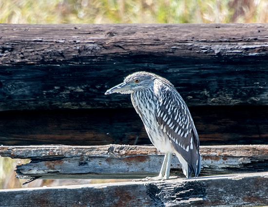 Night heron