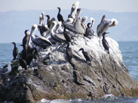 Pelicans