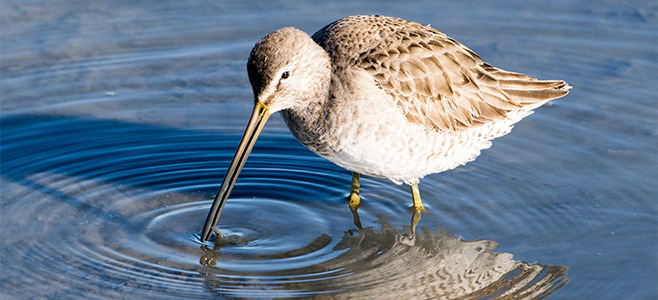 Baylands Bird by Robb Most