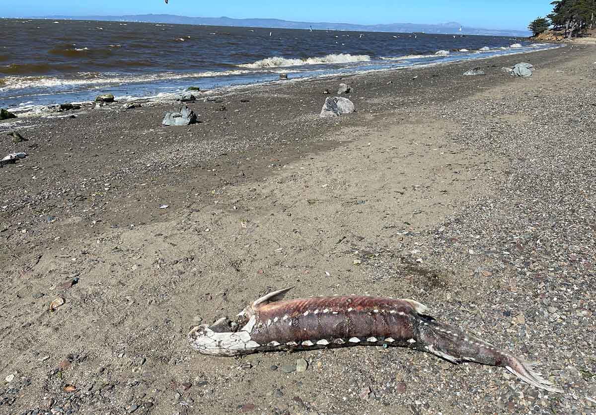 SF Baykeeper Scientists Investigate Fish Kill Events Across the Bay