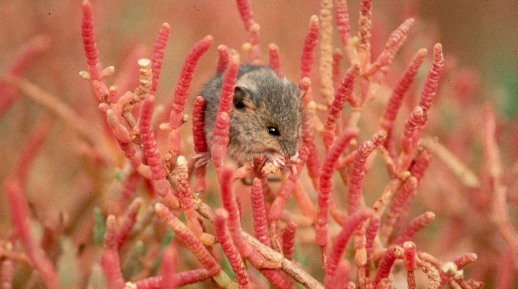 Salt Marsh Harvest Mouse