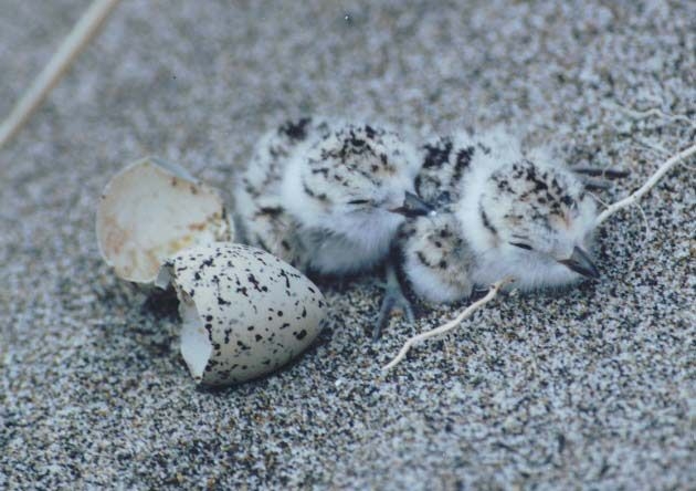 Snowy Plovers