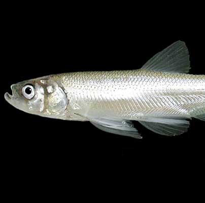 Following Lawsuits, Govt Proposes Endangered Listing for Longfin Smelt