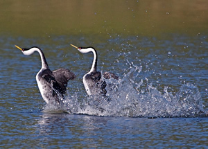 Western-grebe-Credit-Teddy-Llovet-FlickrCC