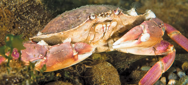 Dungeness-crab-credit-Dan-Hershman-659x300
