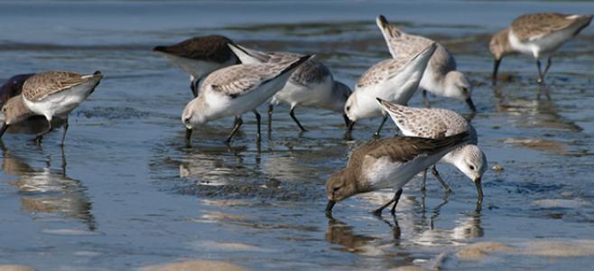 Help-protect-the-Bay-in-your-home-plovers_ingridtaylar