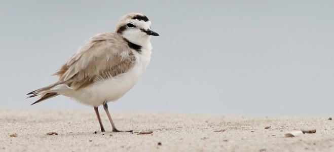 Snowy Plover standing on a sandy beach
