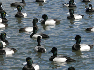 Multiple Scaups on the Bay