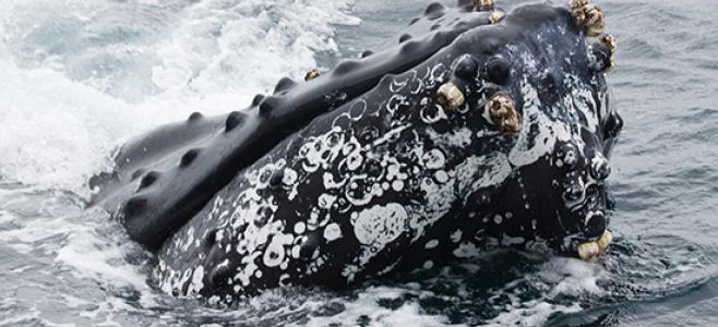 whale breaching the water