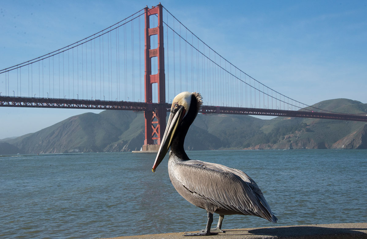 Brown Pelican in front of the Bay & Golden Gate Bridge