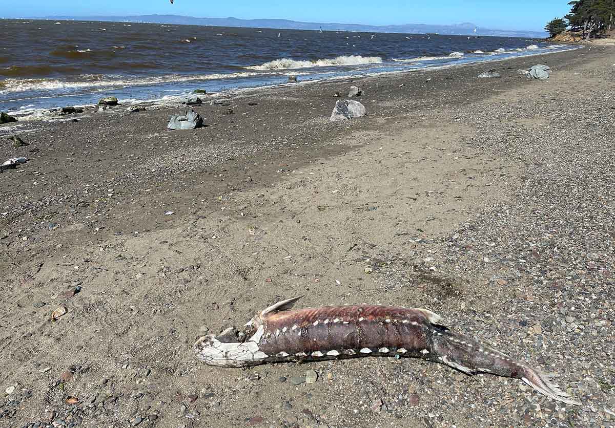 Dead sturgeon