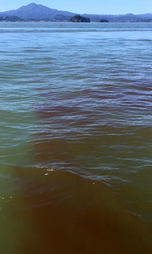 Red tide