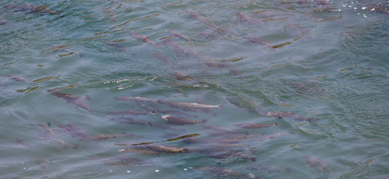 Sickened Chinook salmon struggling outside of Keswick dam
