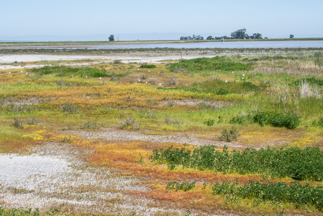 Marshy plants and water along the Hamilton wetlands