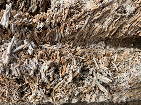 Tubeworms inside tidal gates