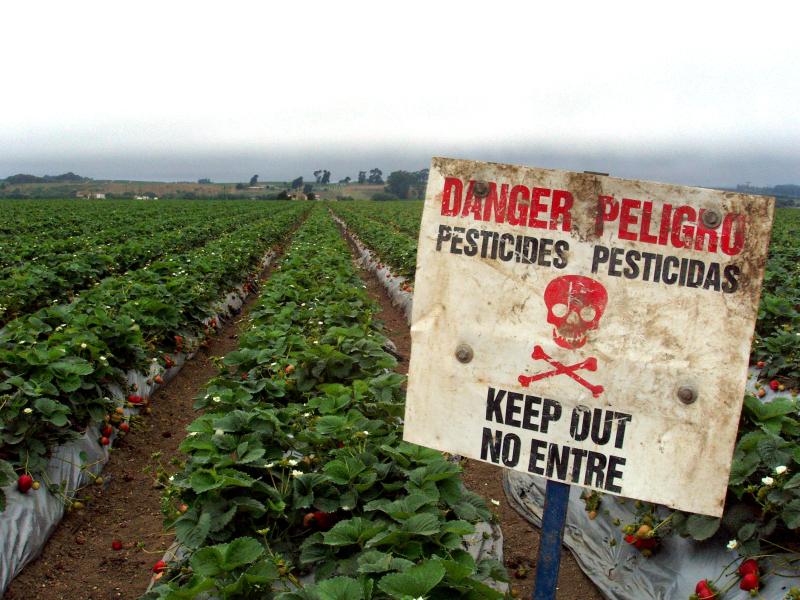 Pesticide danger sign on strawberry field