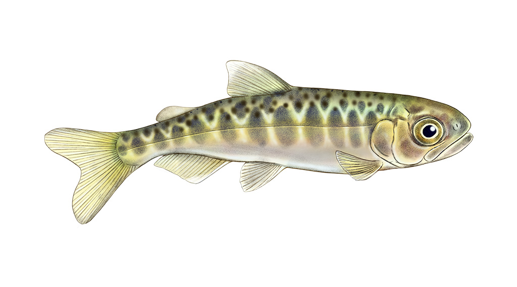 juvenile Chinook salmon