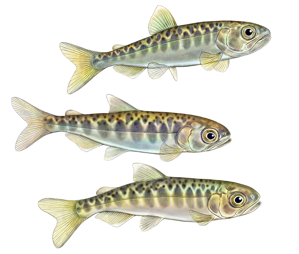 Three juvenile Chinook salmon