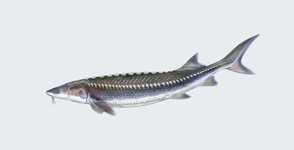 Illustration of a white sturgeon on off white gray background