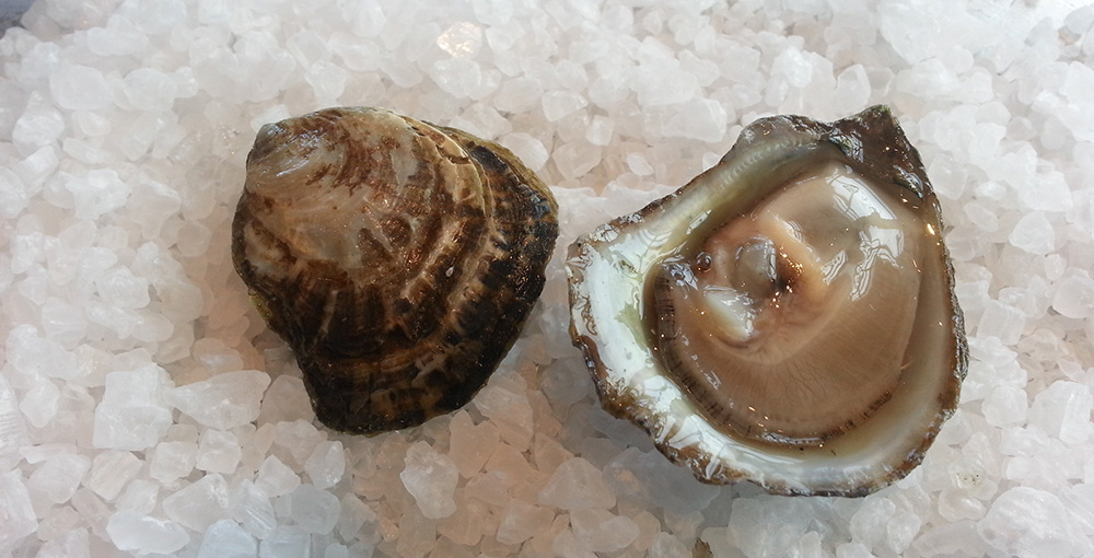 Olympia oysters on ice