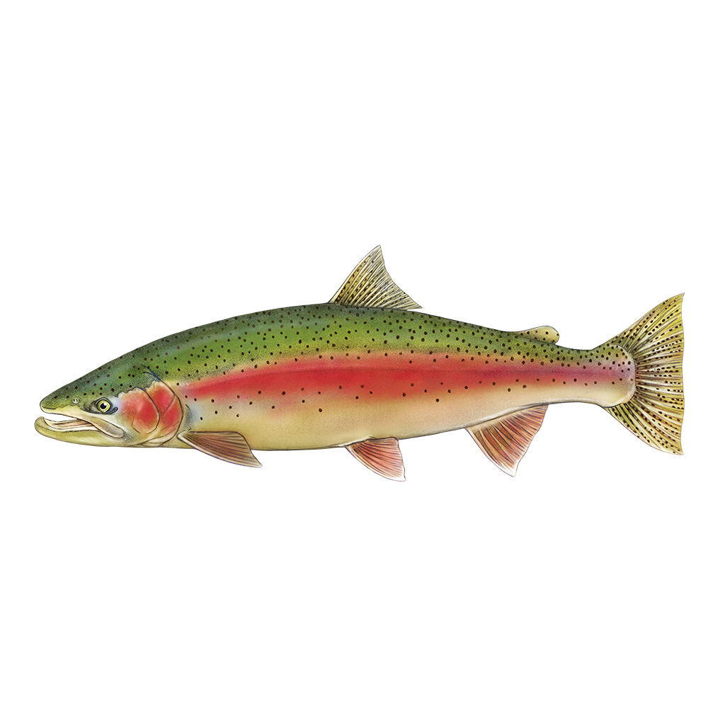 Steelhead trout