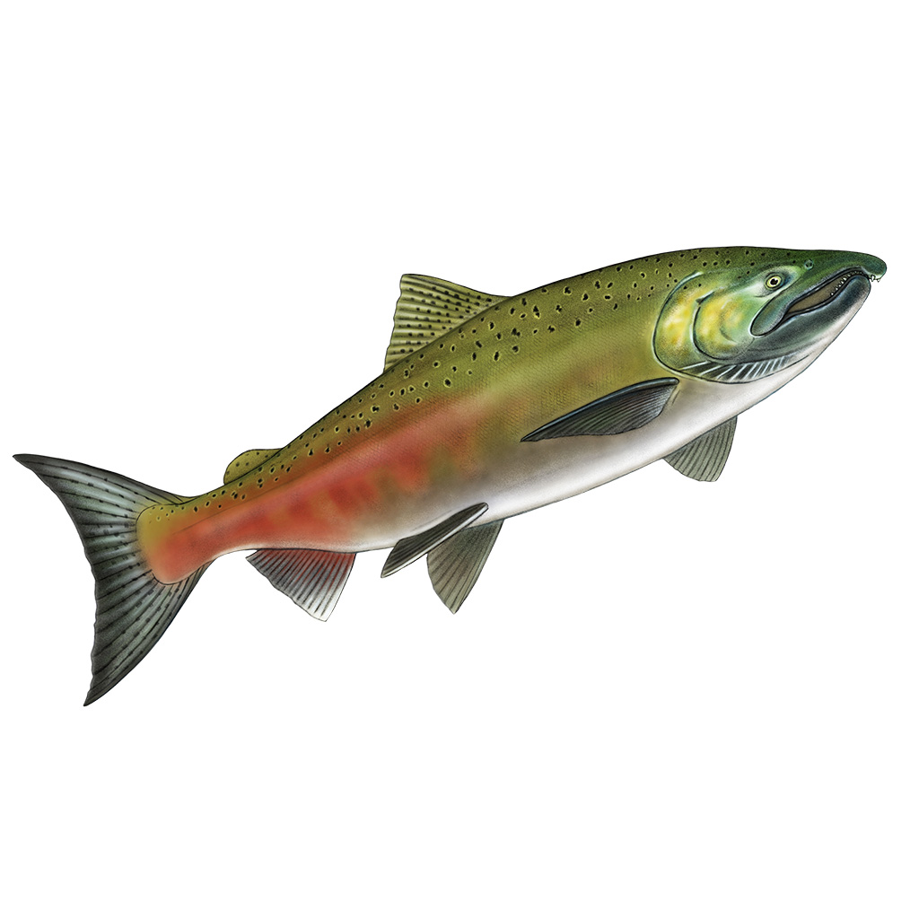 Chinook salmon Spring-run