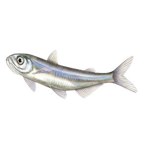 Delta Smelt