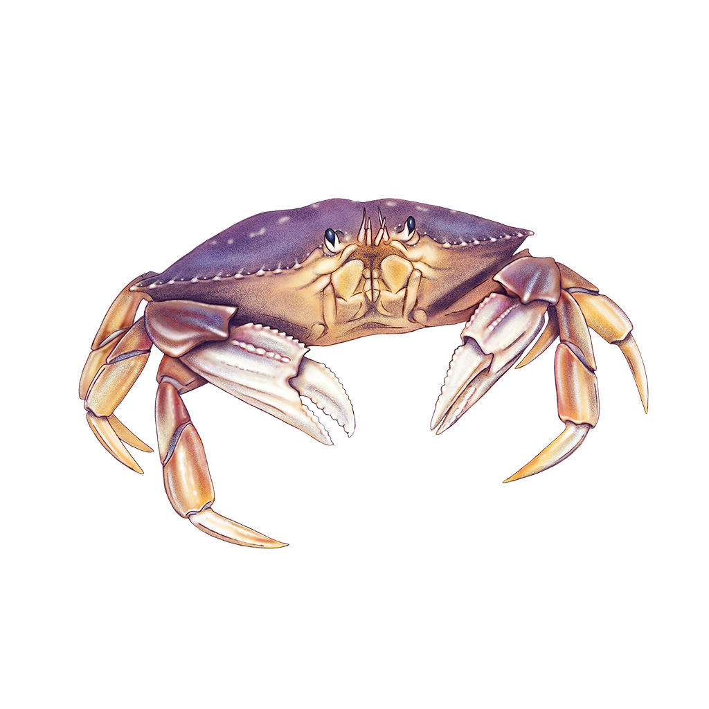 Dungeness Crab
