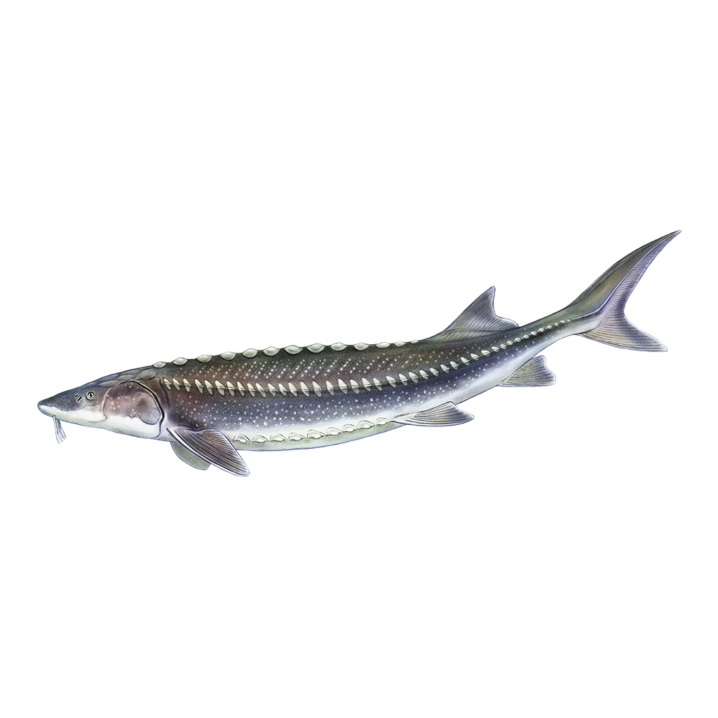 White Sturgeon