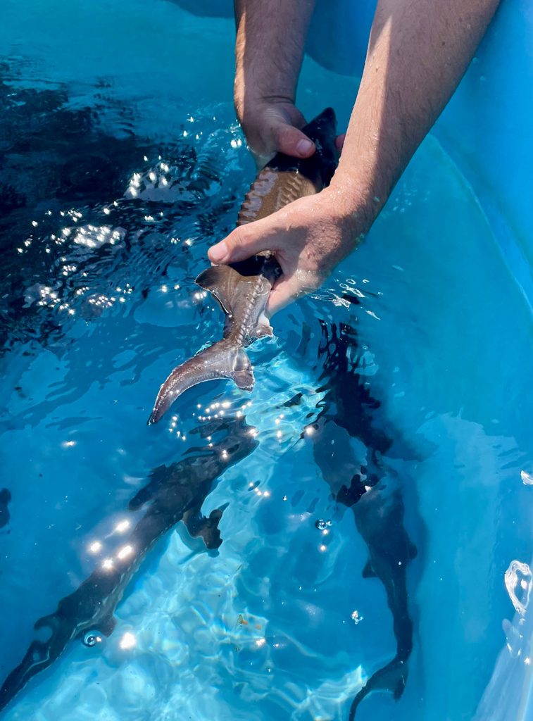 UC Davis staff handling a young White Sturgeon in a tank of water