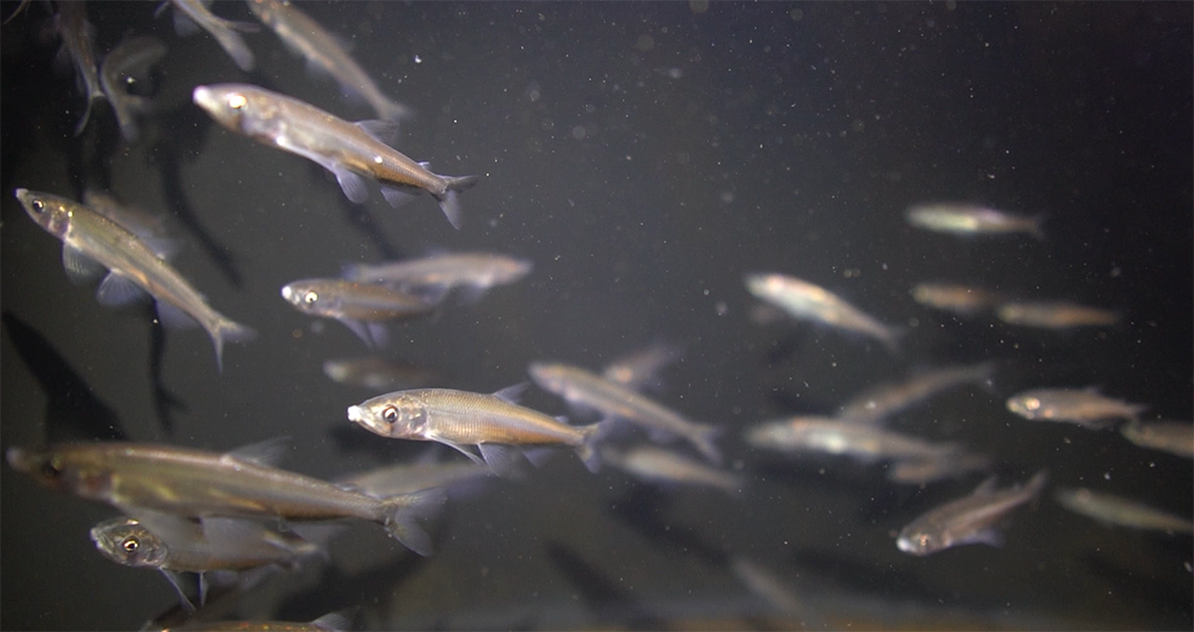 School of longfin smelt by Dr Levi Lewis