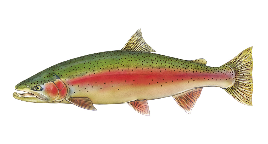 Illustration of a Central Valley Steelhead
