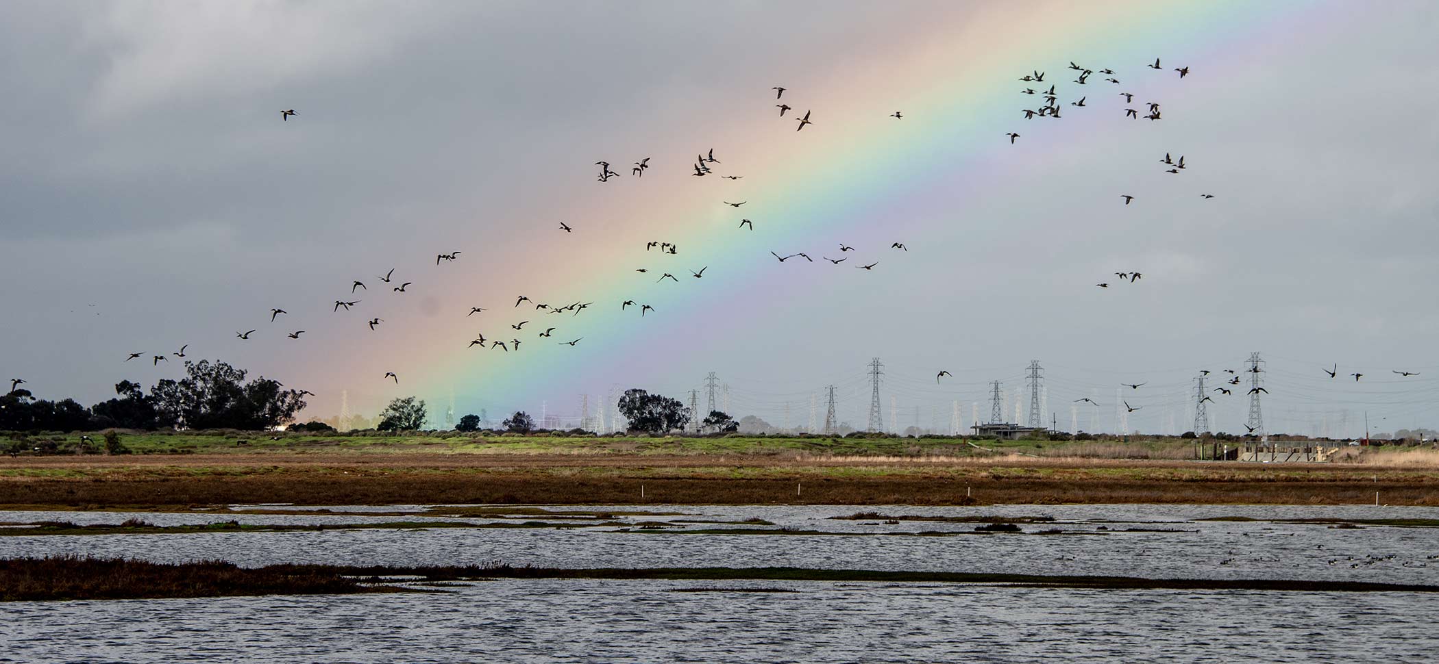 A flock of birds flying past a rainbow over a Bay marsh