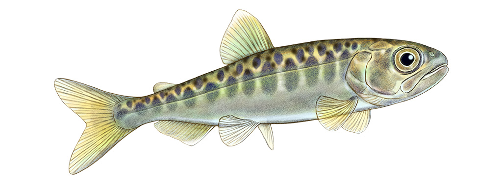 Juvenile Chinook salmon