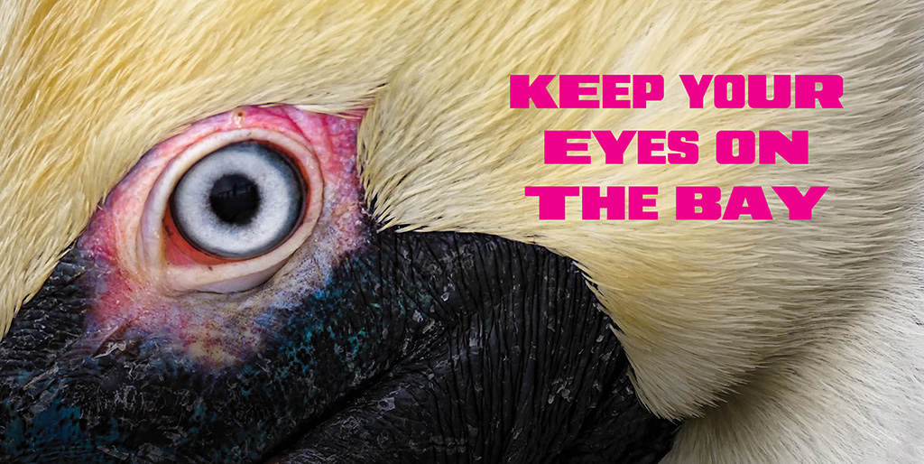Closeup of an eye of a pelican with text overlay: keep your eyes on the Bay