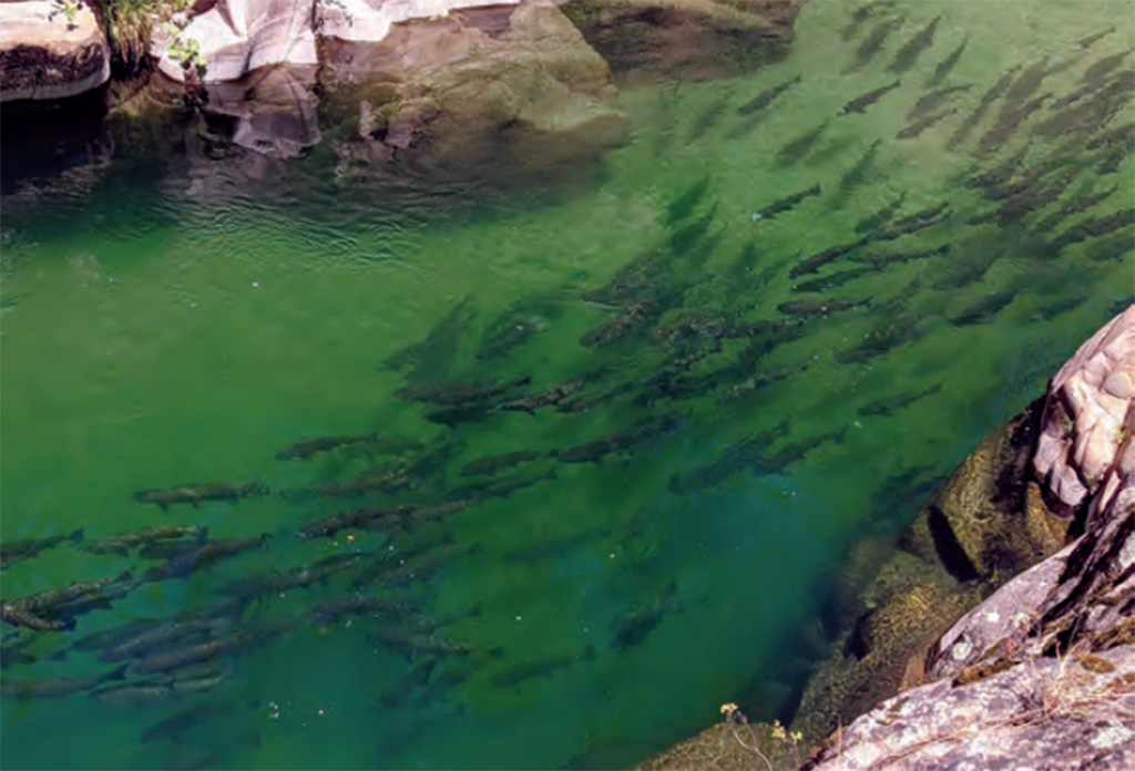 Chinook salmon swimming in a creek