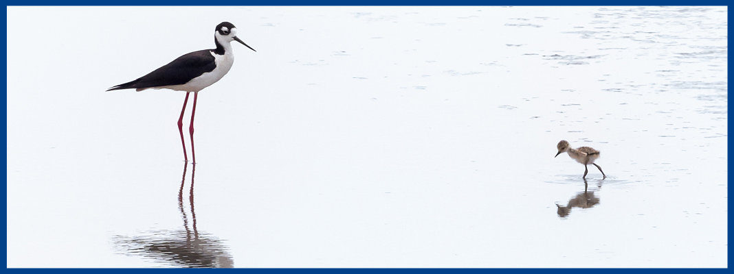An adult and baby stilt standing on the shoreline